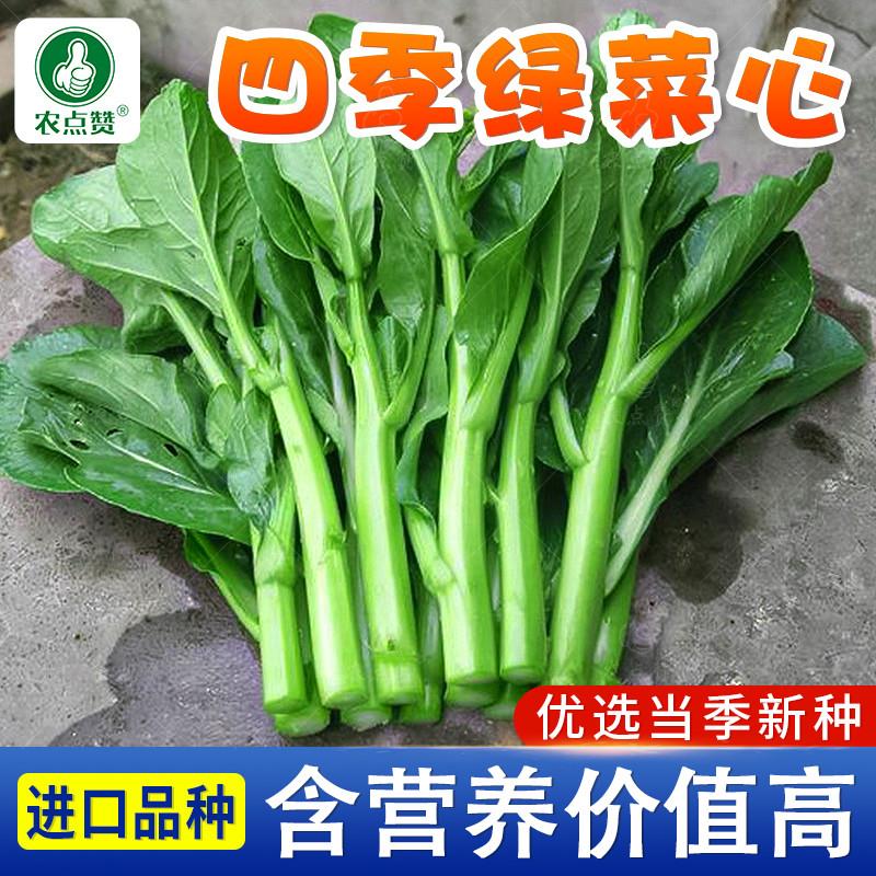 广东菜心种籽青菜种子十月红菜苔种孑四季蔬菜籽青翠奶油青菜尖籽