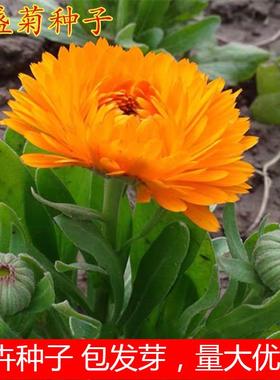 秋播菊花种子金盏菊花籽大花好养花卉种子四季易活室外多年生花种