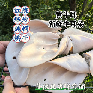 黄牛耳本地屠宰场新鲜速冻发货1斤价格牛耳朵