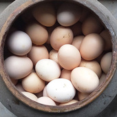 30枚起发 新鲜鸡蛋 农家散养土鸡蛋2.4一枚 儿童孕妇吃