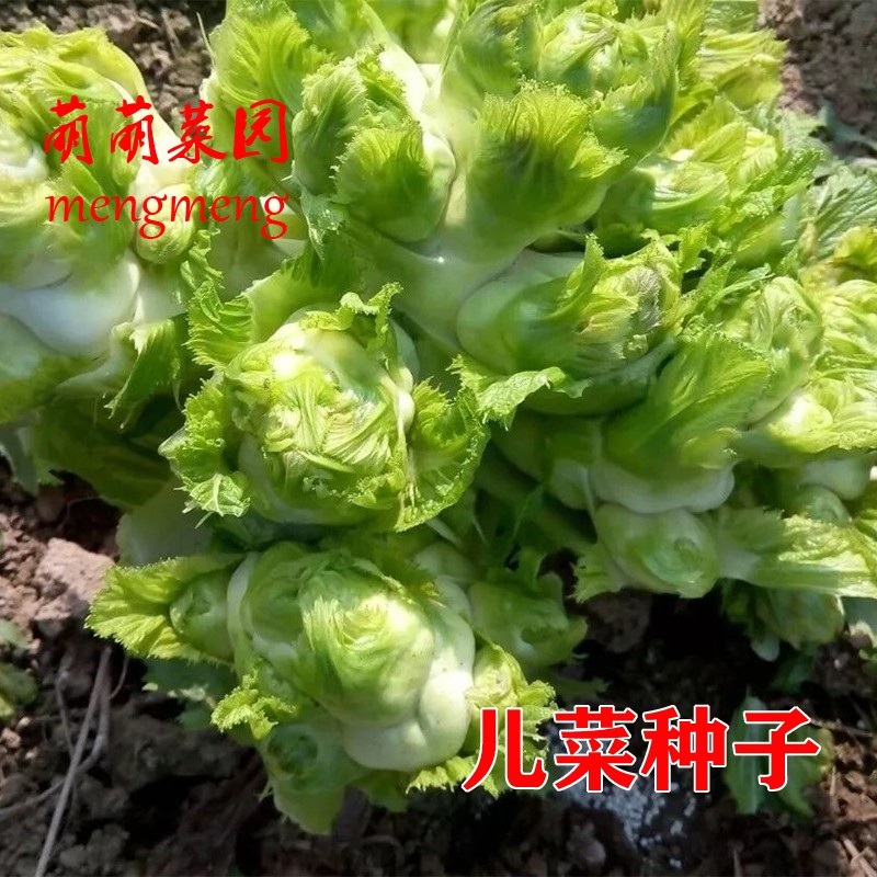 儿菜种子菜种籽娃娃菜蔬菜孑