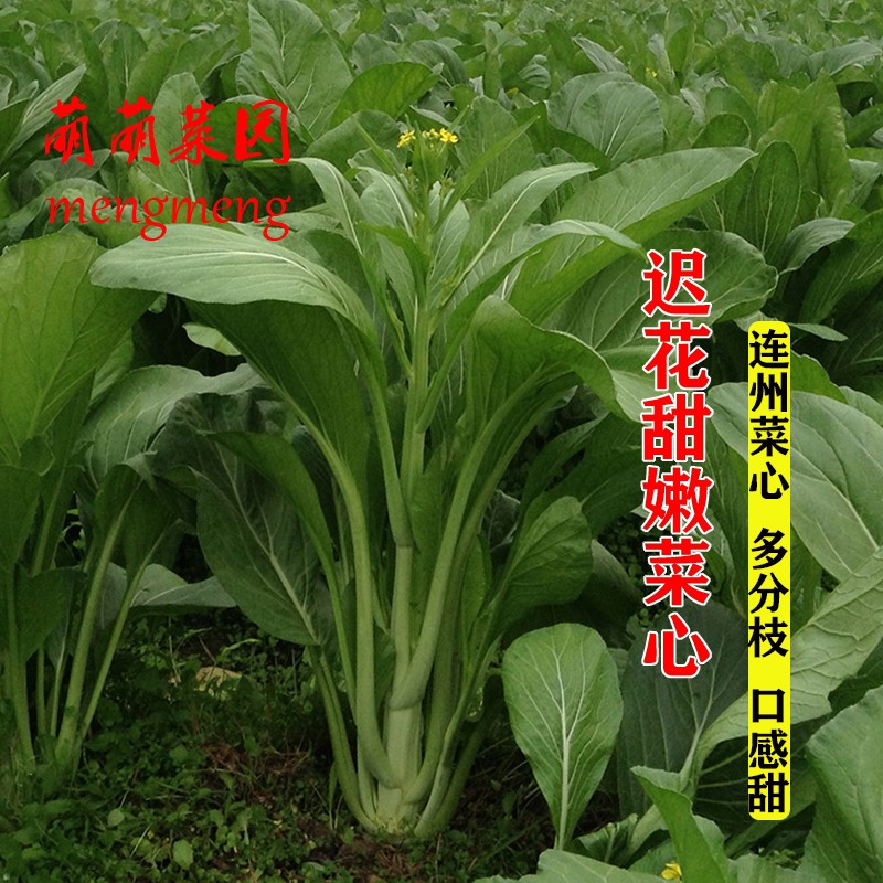 连州甜菜心种子多芽甜心迟菜心油菜苔高脚菜心秋季播农家蔬菜种孑-封面