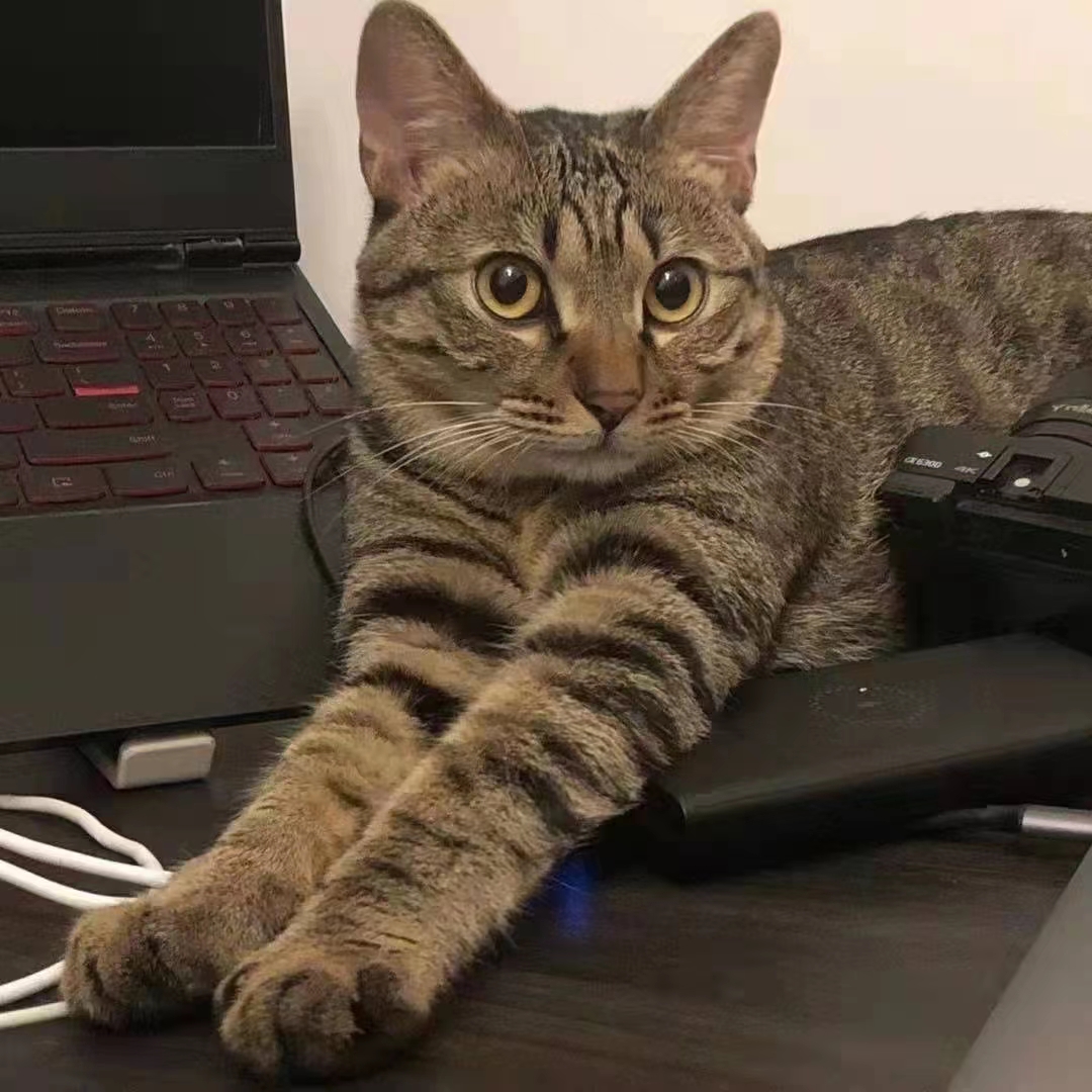 农村家养土猫橘猫狸花猫抓鼠猫
