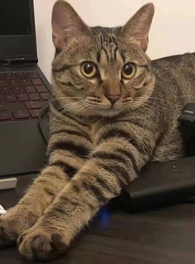 中华田园猫活体成年抓鼠猫咪活物青年猫家养土猫狸花猫橘猫大肥猫