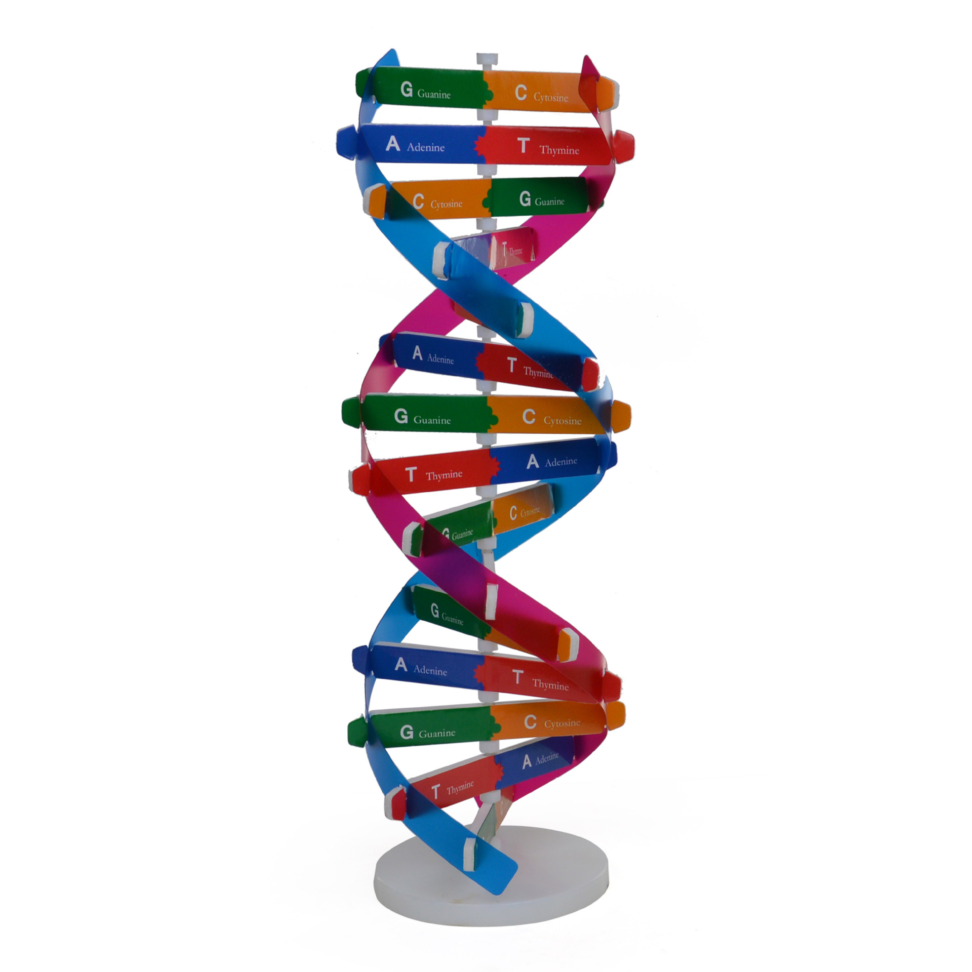 人体基因DNA模型双螺旋科技小制作diy生物科学实验器材科普教具