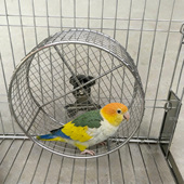 鹦鹉不锈钢跑轮解闷旋转跑步机玄凤牡丹益智解压小太阳凯克耐啃咬