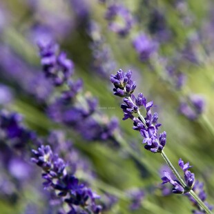 苏三家 淡化痘yin 薰衣草纯露 抗豆 调节水油平衡 250ml