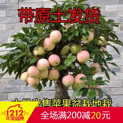 盆栽地栽苹果树苗 高原黑钻烟台富士西藏品种平果苗嫁接 当年结果