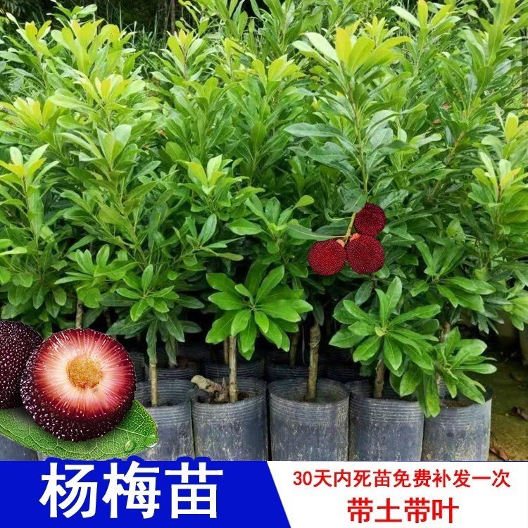 东魁杨梅树苗仙居大红梅早熟嫁接苗南北方种耐寒当年结果黑炭杨梅