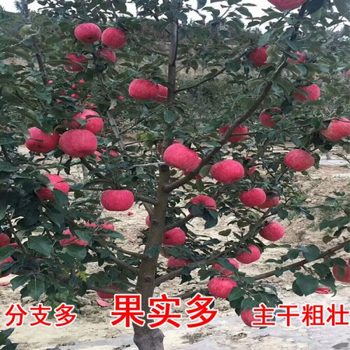 苹果红富士苹果苗特大烟富苹果嫁接南北方种植盆栽地栽正品保证