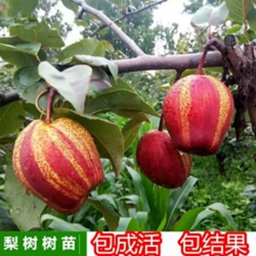嫁接梨树苗南北方种植果树苗盆栽地栽特大梨树苹果砀山梨当年结果
