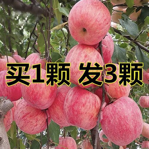 买1发3嫁接苹果树苗红富士苹果苗南方北方种植阳台庭院盆栽地栽种