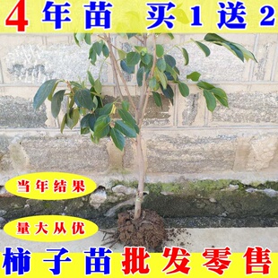 盆栽地栽果树雪柿子苗嫁接柿树苗冬季成熟柿子当年结果树苗