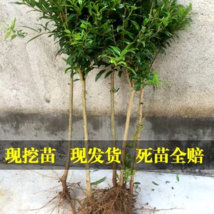 红如意石榴树苗盆栽软籽突尼斯大红袍地栽庭院果树苗当年结果石榴