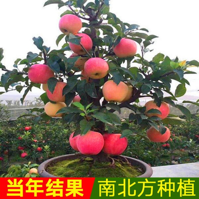 星苹果苗越南牛奶果苗盆栽果树苗实生苗当年结果进口果树带土带叶