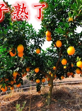 江西赣南脐橙苗嫁接纽荷尔脐橙苗卡拉红肉血橙脐橙果树苗橙子树苗