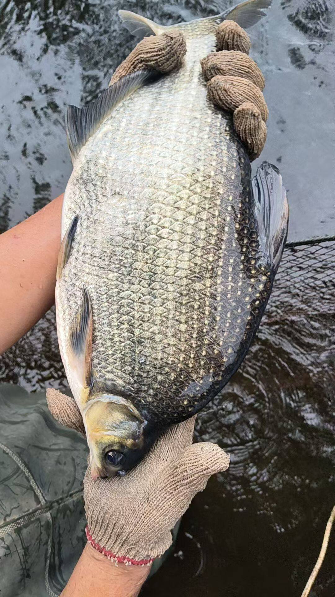 淡水活体热卖广东鳊鱼苗三角鲂团头鲂武昌鱼边鱼渔场大小规格包邮