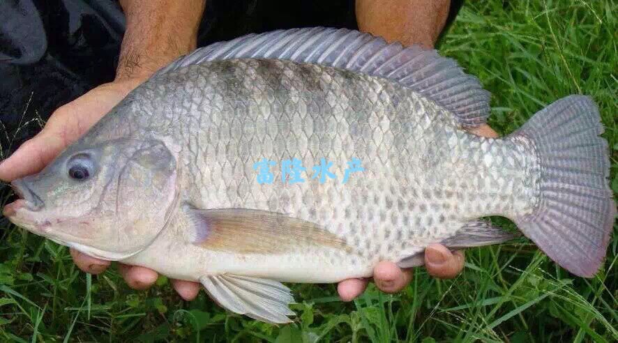 海南吉富脆肉良种奥尼包邮福寿鱼