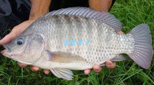 广东吉富脆肉罗非鱼苗良种奥尼罗非鱼苗福寿鱼非洲鲫鱼活体包邮