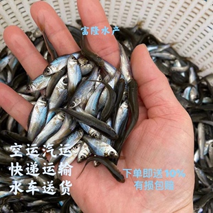 土鲮鱼苗花鲮鱼苗泰国鲮鱼饲料鱼专用鱼苗活体各种规格包邮包活
