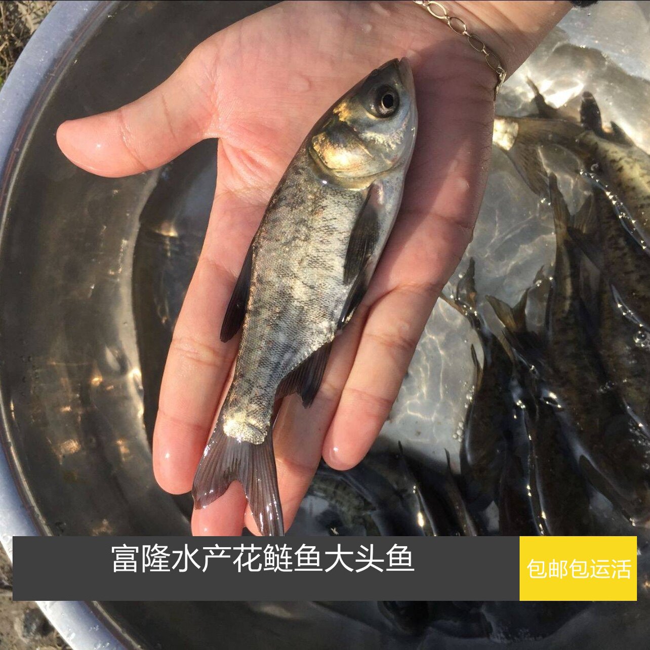 淡水大头鱼花鲢鱼鱼苗花鲢鱼苗四大家鱼活体鱼苗包邮