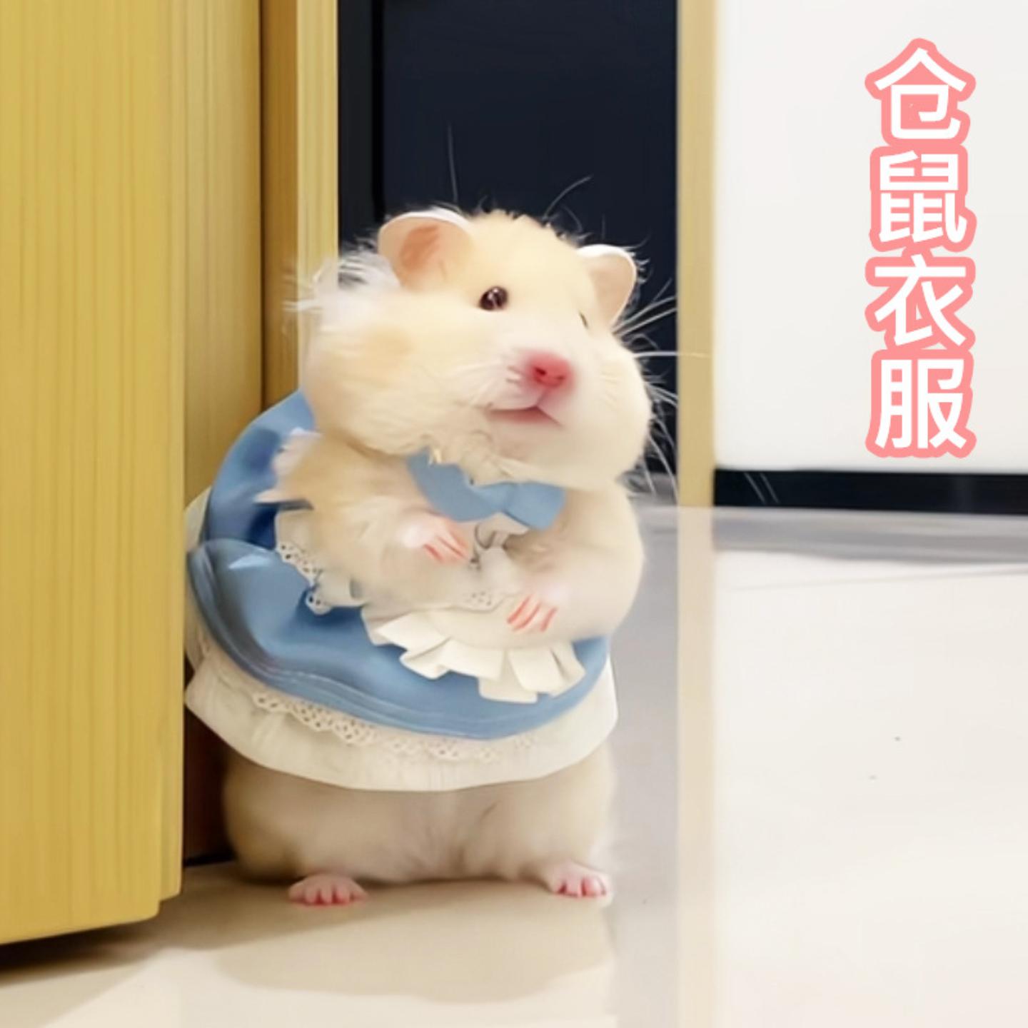 仓鼠金丝熊荷兰猪四季毛线裙