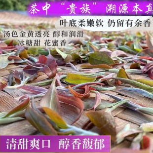 野生紫芽小白茶荒野云南白茶高山秘境森林野生紫芽古树白茶花青素