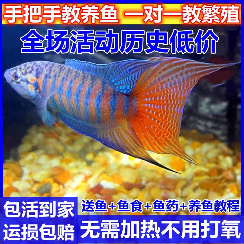 斗鱼淡水不打氧好养活