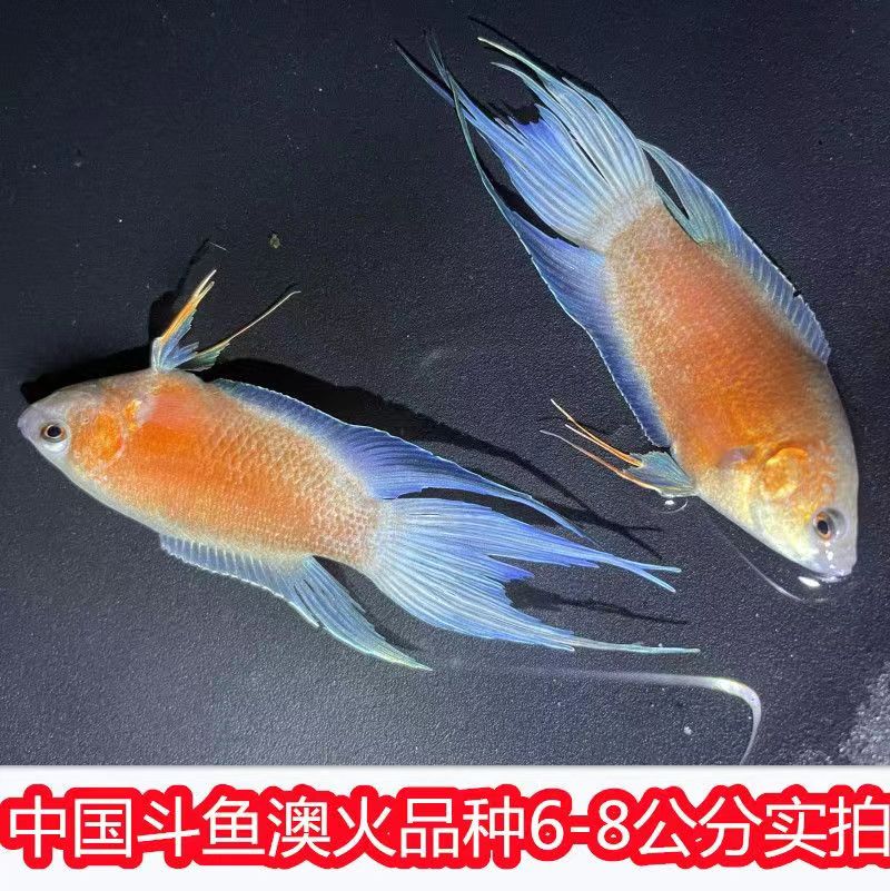 斗鱼淡水好养不用打氧