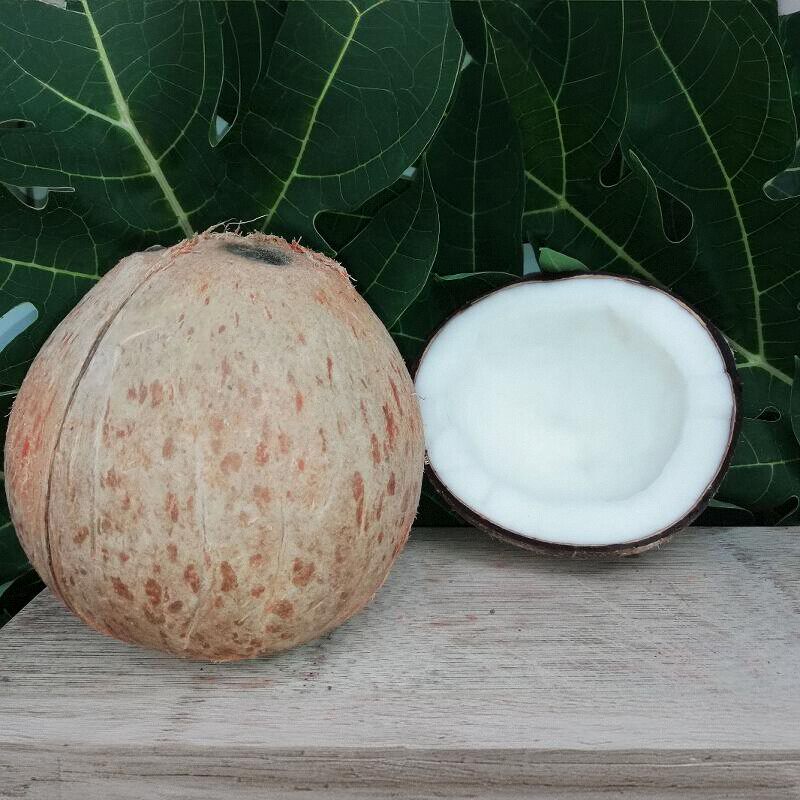 海南椰皇褐色老椰子抛光椰皇榨汁黑椰子椰肉孕妇水果新鲜椰奶香椰