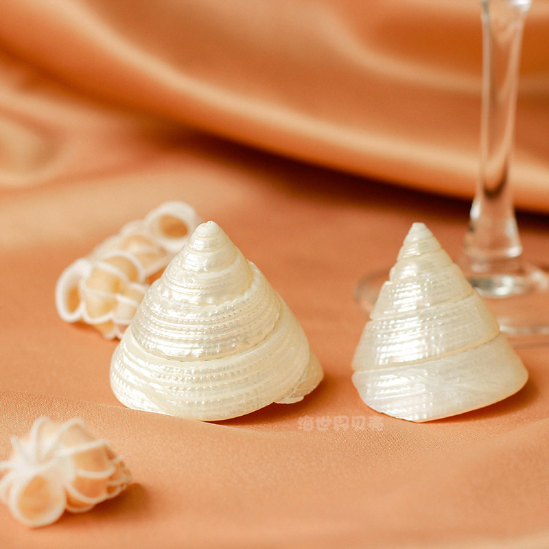 夜光塔螺4-5cm珍珠白天然小海螺贝壳彩色磨皮荧光螺鱼缸造景供佛