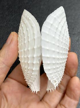 稀有天然海螺白贝壳海鸥蛤标本螺