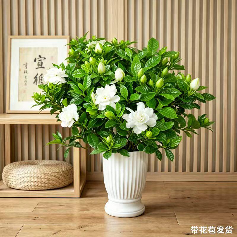 【带花苞发货】230香水栀子花桌面绿植