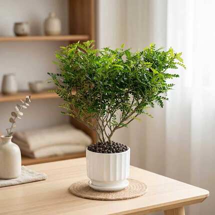 清香木盆栽驱蚊防虫胡椒木桌面绿植办公室内小盆栽好养植物
