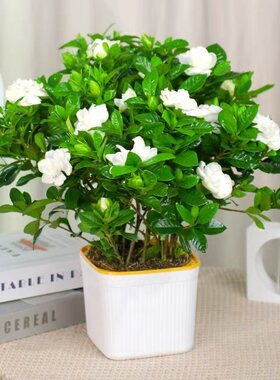 带花苞浓香型多季开花栀子花盆栽好养花卉植物室内开花办公室w