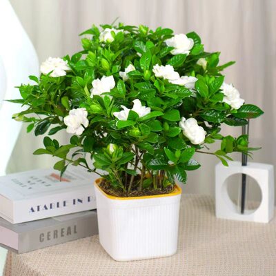 带花苞浓香型多季开花栀子花盆栽好养花卉植物室内开花办公室w