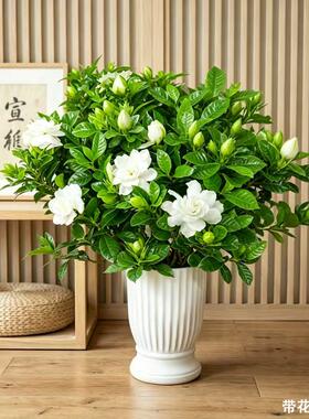 【带花苞发货】四季栀子花盆栽花卉好养室内外多季开花新品种