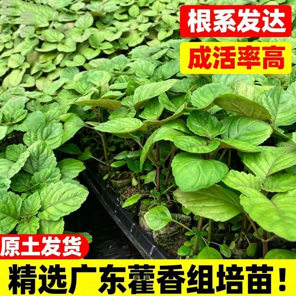 精选广藿香脱毒组培苗根系发达成活率高原土发货阳台盆栽香草植物