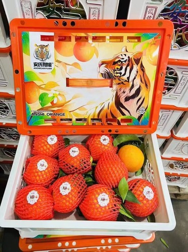 新鲜水果四川安氏爱媛38号果冻橙无核橙桔子5斤大果多地包邮