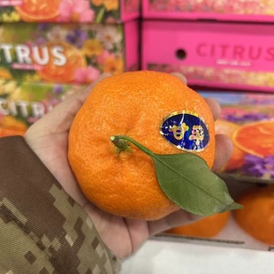 新鲜水果四川甘平柑橘皇后大果桔子纯甜礼盒装多地顺丰包邮