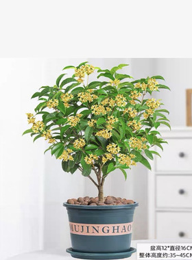 浓香型耐寒好养四季桂花彩叶桂树苗盆栽室内客厅阳台庭院地栽绿植