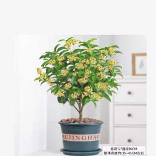 浓香型耐寒好养四季桂花彩叶桂树苗盆栽室内客厅阳台庭院地栽绿植