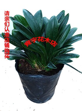 高档群兰一头生转兰多头君子兰盆栽圆头宽叶兰花五年大苗绿植四季