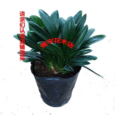 君子兰盆栽圆头宽叶五年大苗绿植