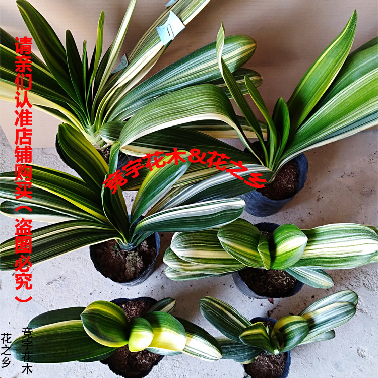 精品小彩兰金边金丝鸳鸯佛光君子兰盆栽花卉苗室内客厅易养绿植