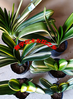 精品小彩兰金边金丝鸳鸯佛光君子兰盆栽花卉苗室内客厅易养绿植