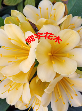 带花苞名贵异花绿花黄花君子兰盆栽露色发货保证对版室内客厅绿植