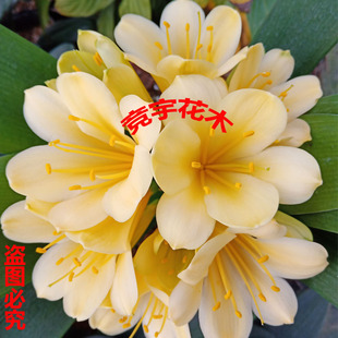 带花苞名贵异花绿花黄花君子兰盆栽露色发货保证对版室内客厅绿植