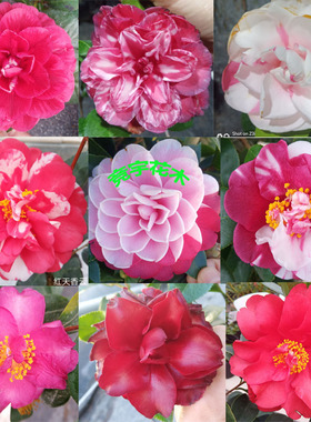 一物一拍多色品种四季茶花香妃五色赤丹好养耐寒盆栽室内客厅阳台