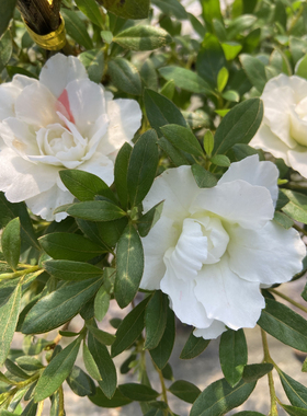 耐寒耐晒南通五宝绿珠玛瑙粉色重瓣杜鹃花盆栽室外客厅阳台好活